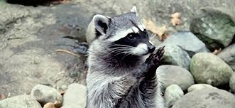 Raccoon Vermont Fish Wildlife Department