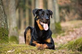 Results per page update search. Beauceron Dog Breed Pictures Info Care Guide Traits Pet Keen