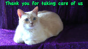 Thank You For Taking Care Of Us Cats Furball Funny Animals