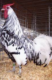 Check spelling or type a new query. Silver Spangled Hamburg Chicken Chicks For Sale Cackle Hatchery Beautiful Chickens Chickens Chicken Breeds