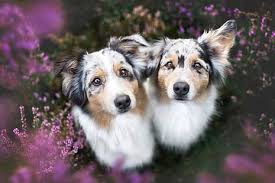 Flowers of sulfur for dogs. Hd Wallpaper Dogs Flowers Portrait Bouquet Hat Petals Pair Costume Wallpaper Flare