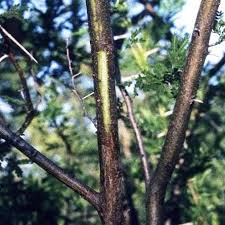 Image result for Acacia borleae