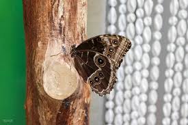 Maybe you would like to learn more about one of these? Garten Der Schmetterlinge Aktivitaten Fur Kinder Ausflugsziele Hamburg Vuvivi