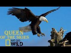 National geographic is the world's premium destination for science, exploration, and adventure. 21 Videos National Geographic National Geographic Documentaries Documentaries Youtube