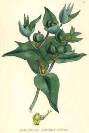 Image result for Paranecepsia