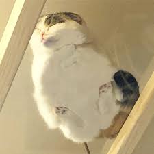 30 Adorable Cats Sleeping On Glass Tables Demilked In 2020 Cute Animals Cute Baby Animals Cats And Kittens