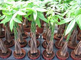 Image result for pachira obrázek