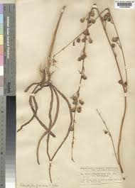 Image result for Chlorophytum pubiflorum