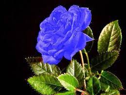 We did not find results for: Gambar Bunga Mawar Biru Paling Cantik Blue Roses Flower 200023 Rose Flower Wallpaper Blue Roses Wallpaper Rose