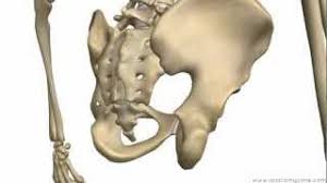 This is a tutorial on the bones of the pelvis. Bones Of The Pelvis Hip Bones Anatomy Tutorial Youtube