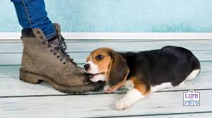 How to stop your puppy from biting you. Stop Your Puppy Biting With These 3 Easy Techniques