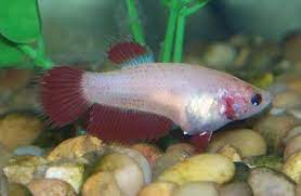 Is My Betta Fish Pregnant How Do I Tell How Do Betta Fish Mate