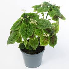 Image result for Pilea rivularis