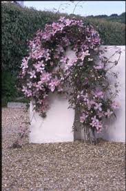 Clematis plants are great beneath trellises, fences and walls. Rhs Advice Tips On Garden Indoor Plants Plant Finder Selector Rhs Gardening