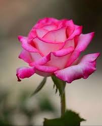 Pin By Judy Favand On 1 A File General In 2020 Wallpaper Nature Flowers Beautiful Roses Beautiful Flowers