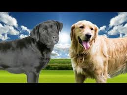 Both breeds, as puppies, can be a real handful. Labrador Retriever Vs Golden Retriever Highlights Youtube
