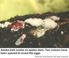 The female azalea bark scale lays her eggs in the spring in a white, waxy coating she produces. Azalea Bark Scale Nc State Extension Publications