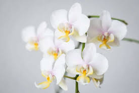 Phalaenopsis Orchid Care For Beginners (Easy Guide) - Smart Garden ...