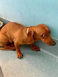 Dachshunds near buffalo, new york. 900 Adopt A Pet Pets Left Behind Ideas In 2021 Pets Dog Adoption Pet Adoption