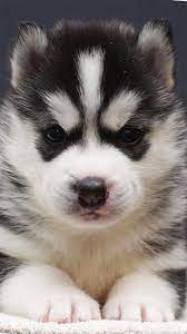 Husky Puppy Best Htc One Wallpapers Free And Easy To Download Puppy Wallpaper Cute Puppy Wallpaper Cute Puppies