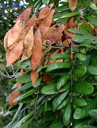 Image result for Lonchocarpus