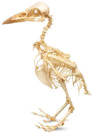 Aug 31, 2020 · the helix is the folded outer edge of the ear. Bird Skeleton Bird Anatomy Inside A Bird Dk Find Out
