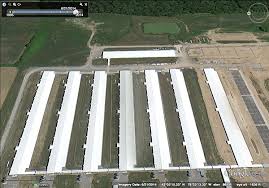 Image result for factory farming chickens "org"