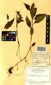 Image result for Stanfieldiella imperforata