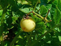 Image result for Solanum tuberosum