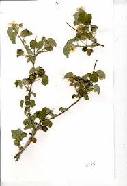 Image result for Abutilon austro-africanum