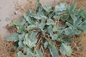 Image result for Crambe