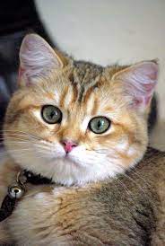 Dari Katjie Our Gorgeous British Shorthair Black Golden Tabby Shaded Boy 4 5 Months Brigem Golden Darius Pretty Cats British Shorthair Cats Cats And Kittens