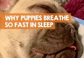 A puppy breathing fast while sleeping can be symptomatic of a handful of medical conditions. Why Do Puppies Breathe So Fast When They Sleep