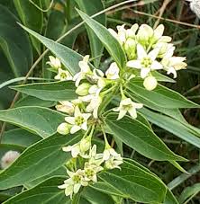 Image result for Vincetoxicum