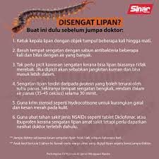 Kesan bahaya gigitan kutu babi yang bawa maut bila dengar perkataan kutu babi atau sengkenit pasti teringat zaman balik. Sinar Harian Jika Anda Terkena Sengatan Lipan Rasa Bengkak Kemerahan Dan Kegatalan Buat Perkara Ini Dahulu Sebelum Jumpa Doktor Dapatkan Berita Menarik Di Https Www Sinarharian Com My Untuk Lebih Banyak Bahan Menarik Jangan Lupa
