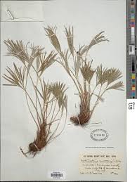 Image result for Actiniopteris semiflabellata