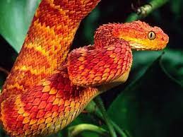African Bush Viper Photographic Print By David Northcott At Allposters Com African Bush Viper Viper Snake Beautiful Snakes