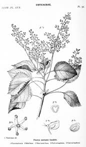 Image result for Coleotrype laurentii