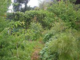 This is because you want them to have as much of the available light as possible and to reduce the chance of their shading each other. Healthy Fruit Trees Very Edible Gardens