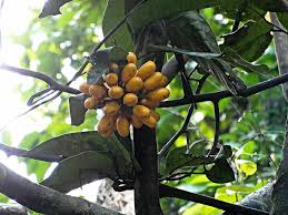 Image result for Uvaria acuminata