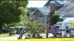 Shop for artwork by paul flores. Neighbors React To New Developments In Kristin Smart Case