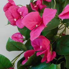 Artificial Trailing Bougainvillea Plant Hot Pink Artificial Flowers