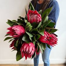 Image result for Protea madiensis