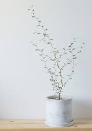 ソフォラ プロストラータ リトルベイビーを無機質な鉢へ uchi de green 室内 観葉植物 観葉植物 植物栽培