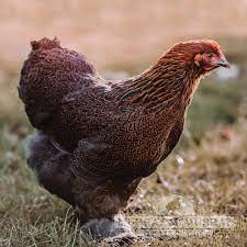 Mar 07, 2019 · of the cochin chicken recognized variety, it's far easier to get the correct color of white cochin chicken s compared to buff and partridge ones. Murray Mcmurray Hatchery Partridge Cochins