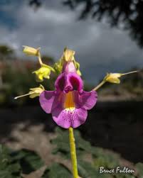 Image result for Harpagophytum zeyheri