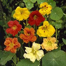 Tropaeolum majus | indian cress. Nasturtium Seed Jewel Mix Flower Seeds