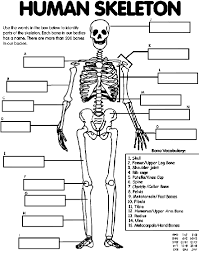This diagram depicts labeled human skeleton diagram with parts and labels. Human Skeleton Coloring Page Crayola Com