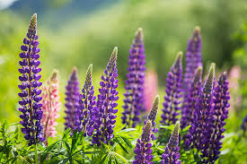 Maybe you would like to learn more about one of these? Ultimate To Guide To Lupins In New Zealand The Road Trip New Zealand