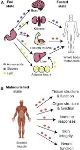 Answer:if people consume more carbohydrates than they need at the time, the body stores some of these carbohydrates within cells (as glycogen) and converts glycogen is a complex carbohydrate that the body can easily and rapidly convert to energy. Skeletal Muscle Regulates Metabolism Via Interorgan Crosstalk Roles In Health And Disease Journal Of The American Medical Directors Association